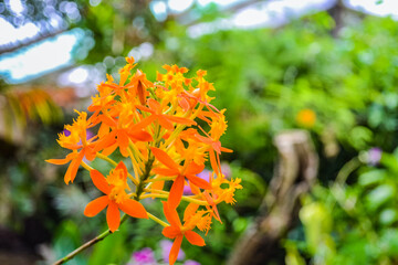 The Orchidaceae are a diverse and widespread family of flowering plants, with blooms that are often colourful and fragrant, commonly known as the orchid family.