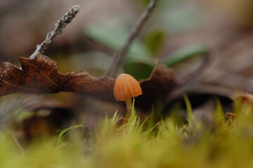 toxic mushrooms in forest