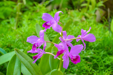 The Orchidaceae are a diverse and widespread family of flowering plants, with blooms that are often colourful and fragrant, commonly known as the orchid family.
