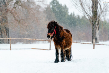 A mini pony horse in winter stands alone in the background