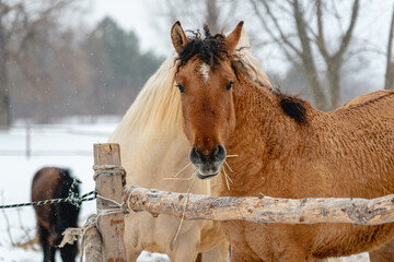 Portrait of a beautiful curly brown horse in winter. Snowy