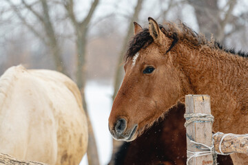 Portrait of a beautiful curly brown horse in winter. Snowy