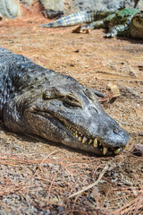 Fototapeta premium Large green crocodile near the pond. Photo taken at the zoo