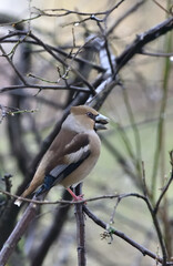 hawfinch perched on a branch, eating a seed