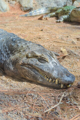 Large green crocodile near the pond. Photo taken at the zoo
