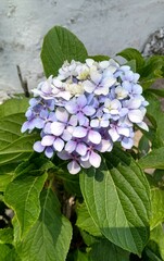 Tea Of Heaven A close-up shot of beautiful tea of heaven 'hydrangea Serrata'.