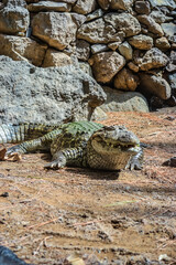 Large green crocodile near the pond. Photo taken at the zoo