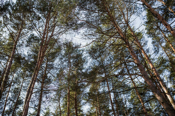 Tops of mighty pines against a blue sky with clouds. Pine forest on a sunny day