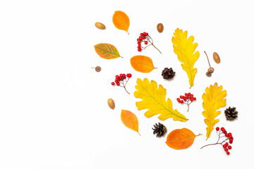 Autumn composition. Autumn leaves, rowan berries, acorns, cones on a white background. Autumn, fall, Thanksgiving day concept. Flat lay, top view, copy space