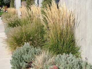 Karl Foerster grass and Pennisetum, ornamental grasses in a xeriscape garden