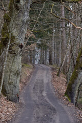 forest path among old trees in the forest