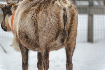 Reindeer ass in winter in snowy weather in a paddock