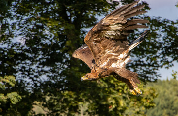 The Golden Eagle (Aquila chrysaetos) flying over a summer nature with sunlight