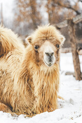 Beautiful portrait of a sitting northern camel in winter