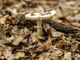 White Amanita Mushroom in Woodland Leaf Litter
