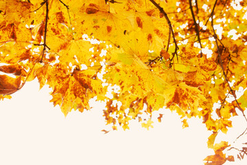 autumn season maple tree branches with yellow leaves