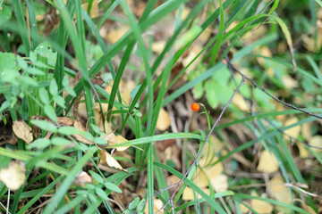 wild berry in the grass