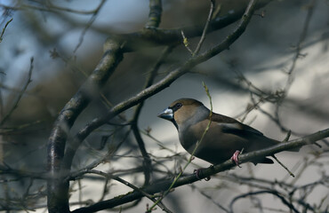 hawfinch perched on a branch