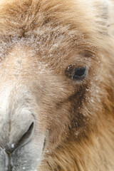 Beautiful portrait of a northern camel in winter in snowy