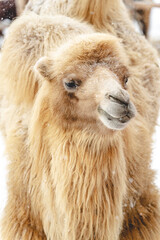Beautiful portrait of a northern camel in winter in snowy