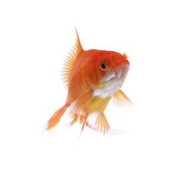 Beautiful golden Goldfish fish pet