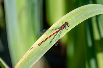 A large red damselfly, Pyrrhosoma nymphula, resting with its wings slightly open on the leaf of a yellow flag iris, Iris pseudacorus