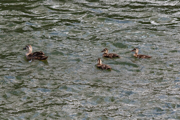 川で泳ぐカルガモの家族