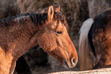 Portrait of a beautiful curly brown horse close up