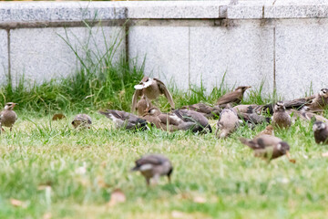 ムクドリの群れ