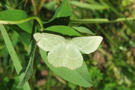 Beautiful green Geometra papilionaria butterfly on leaf in the meadow
