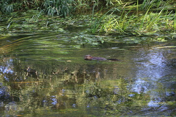 Muskrat swims against the current in the wild
