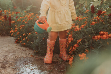 Little girl in a yellow dress and rubber boots is watering flowers in the garden. Little helper by...