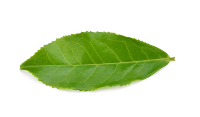 Fototapeta na wymiar leaves green tea isolated on white background