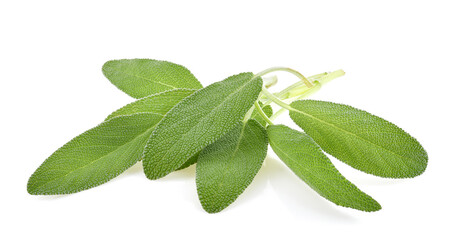 Sage herb leaves bouquet isolated on white background