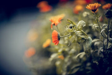Orange flowers of calendula