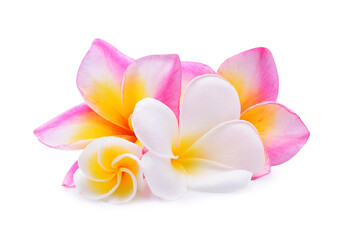 frangipani flower isolated on white background