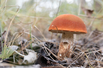 Boletus mushroom with red cap i