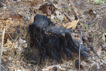 burnt tree stump forest autumn lonely