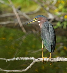 Héron vert dans toutes ses facettes