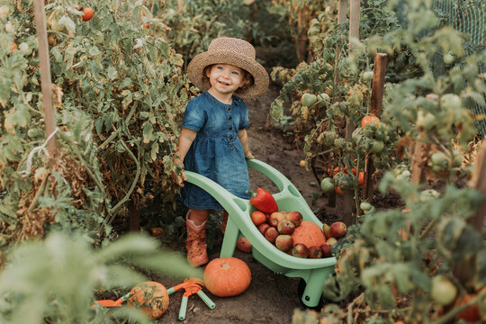 little girl harvesting crop of vegetables and fruits and puts it in garden wheelbarrow. young farmer works in greenhouse with garden tools. pumpkins, apples, tomatoes, bell peppers. High quality photo