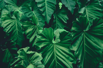 Fototapeta na wymiar abstract green leaf texture, nature background, tropical leaf 