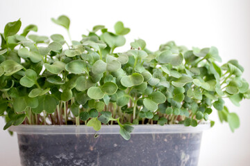 Growing fresh micro greens sprouts