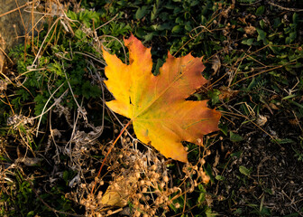 A yellow fallen leaf in the center of the frame. No one
