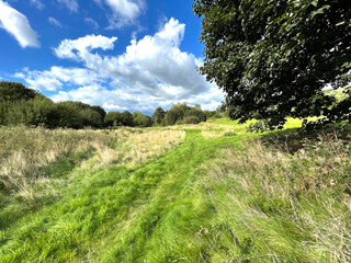 Fields with wild grasses and old trees, on a sunny day near, Shipley, Yorkshire, UK