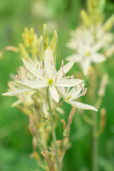 macro photography of white flowers in the meadow, Natural background. Flowers background. Beautiful neutral colors..