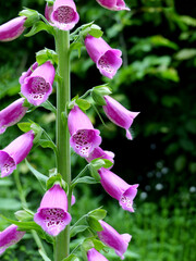 Closeup of a beautiful but poisonous foxglove in the wild