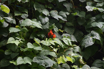 Runner bean cultivation. Fabaceae annual vine vegetables.