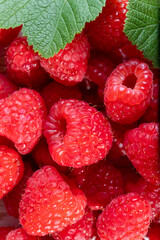 A handful of scarlet ripe raspberries on the old wooden table.