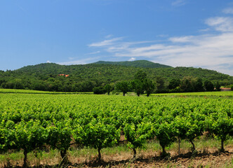 Fototapeta na wymiar Green Grapevine Field Near Vidauban In Provence France On A Beautiful Summer Day With A Few Clouds In The Blue Sky