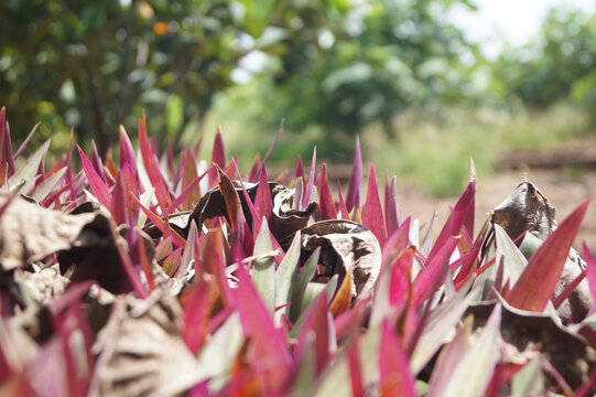 Moses-In-The-Cradle Images – Browse 79 Stock Photos, Vectors, and Video